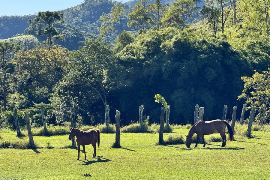 Fazenda Vô Azarias - 58